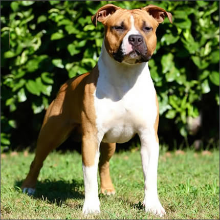 I Forest Dragon GM Amstaff