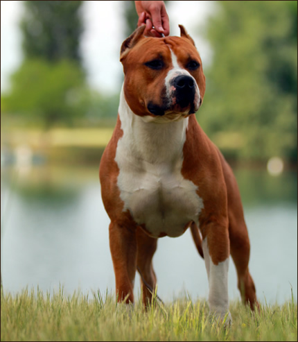 I Forest Dragon GM Amstaff