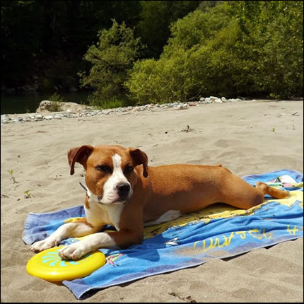 Foto AmStaff