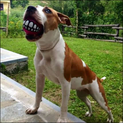 Foto AmStaff