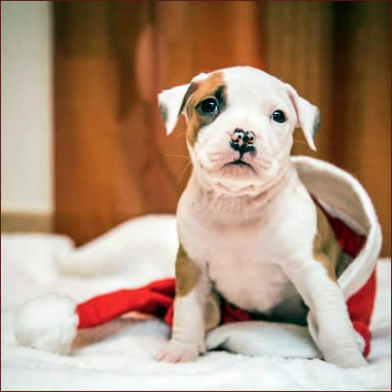 Foto AmStaff