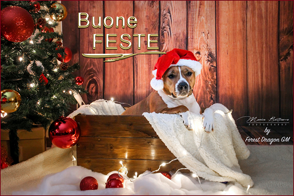 Foto AmStaff