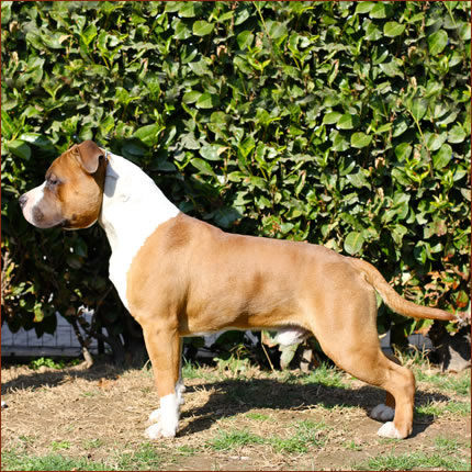 Standard Amstaff