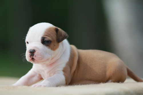 Cucciolo American Staffordshire Terrier