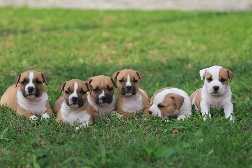 Cuccioli American Staffordshire Terrier