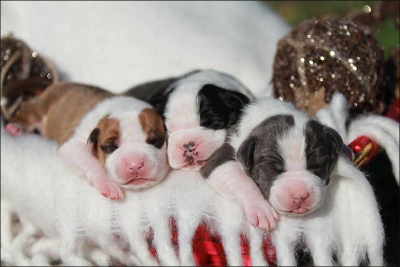 Cuccioli American Staffordshire Terrier