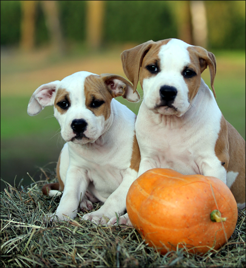 Cuccioli American Staffordshire Terrier