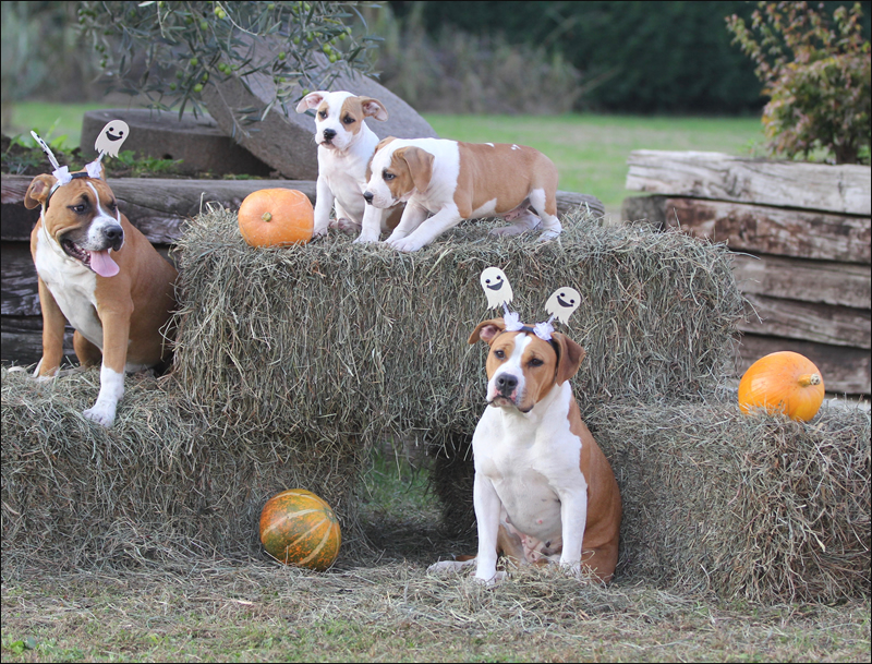 Foto AmStaff