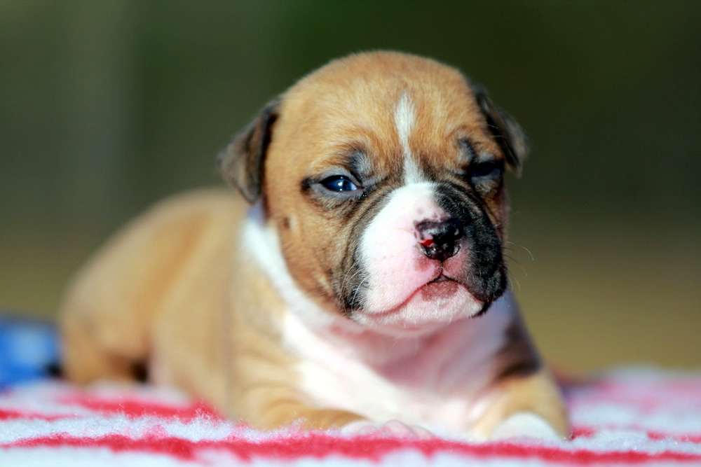 Cucciolo American Staffordshire Terrier