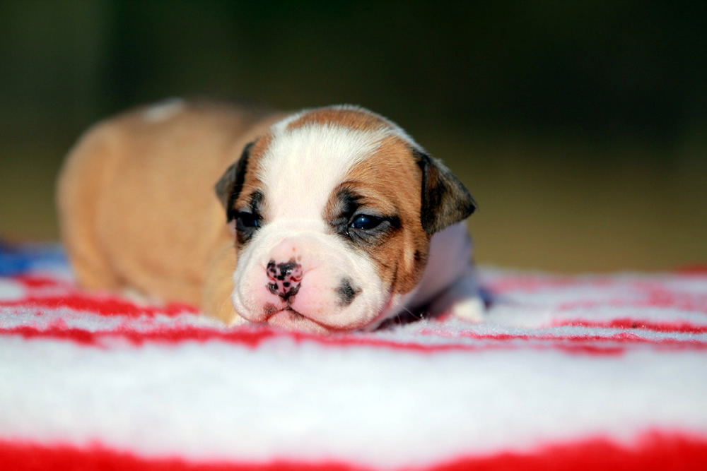 Cucciolo American Staffordshire Terrier