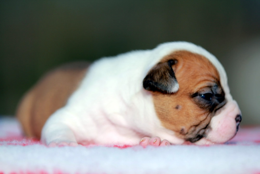 Cucciolo American Staffordshire Terrier