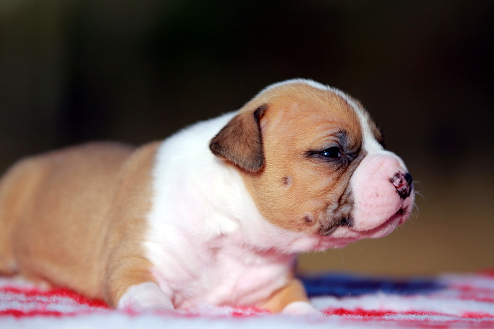 Cucciolo American Staffordshire Terrier