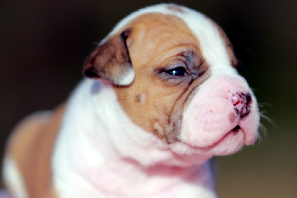 Cucciolo American Staffordshire Terrier