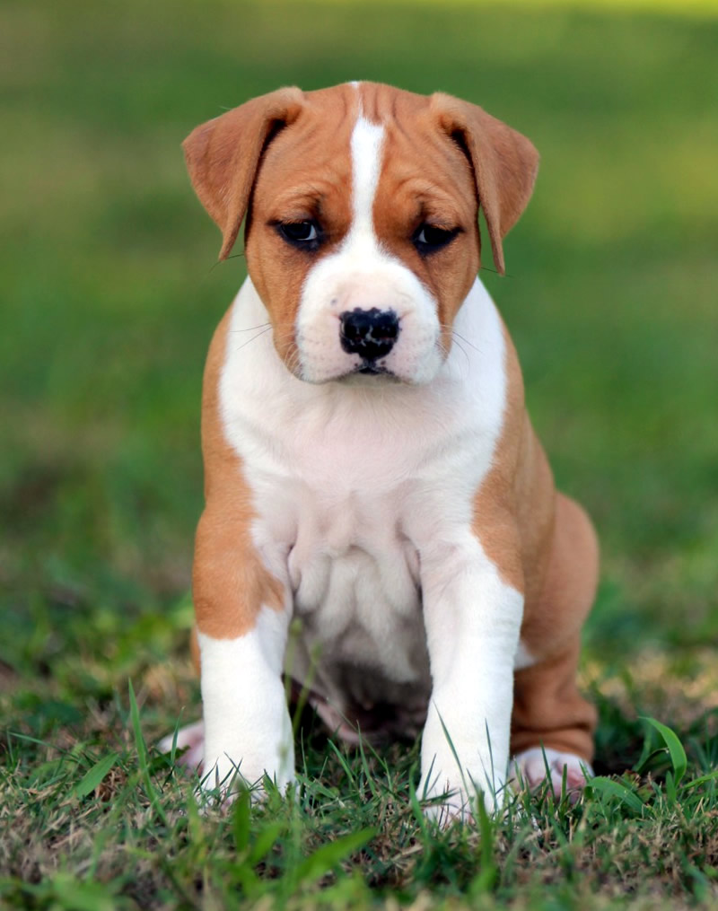 Cucciolo American Staffordshire Terrier