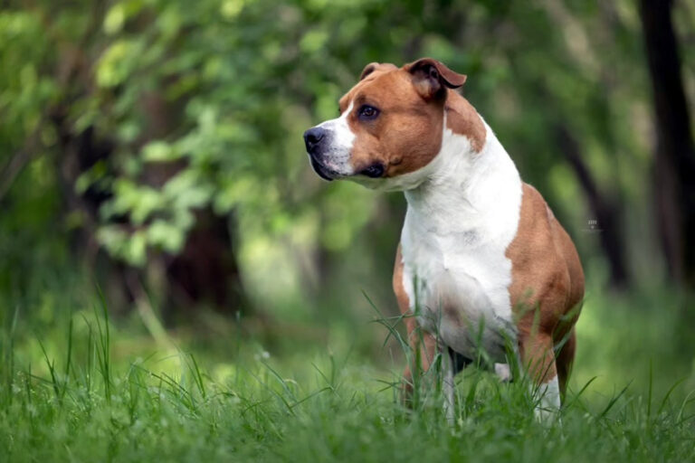 American Staffordshire Terrier