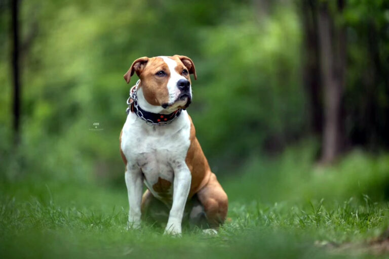 American Staffordshire Terrier